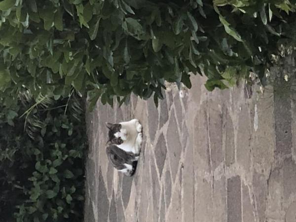 Thug Cat part 2. What, has this thing appeared again tonight?