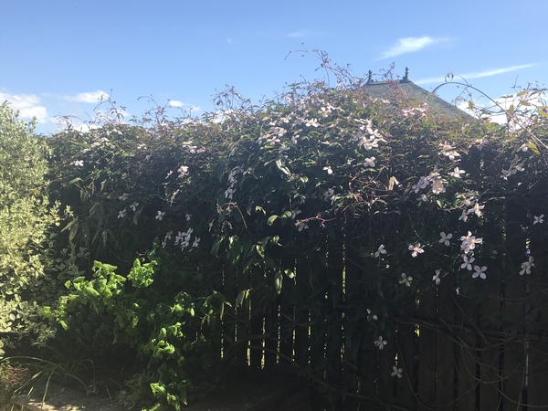 ADVICE NEEDED!! Fence panel between me and my neighbours garden is too low!!