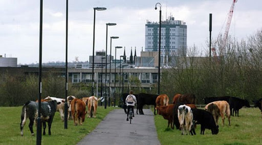 Cows on walking routes!