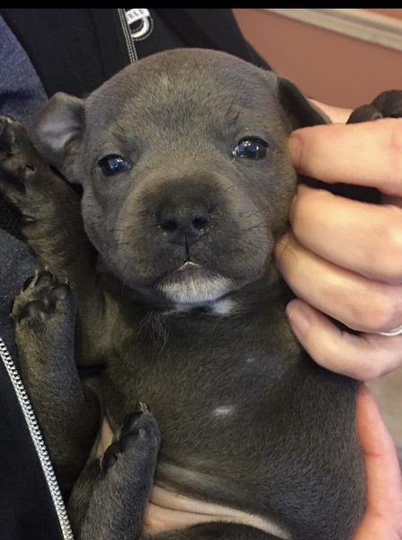 To think that puppies should be illegal?