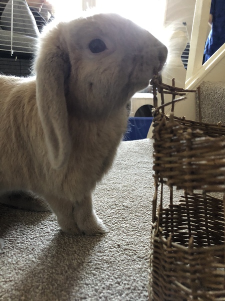 Can anyone help with bunny advice?
