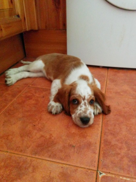 To think that puppies should be illegal?
