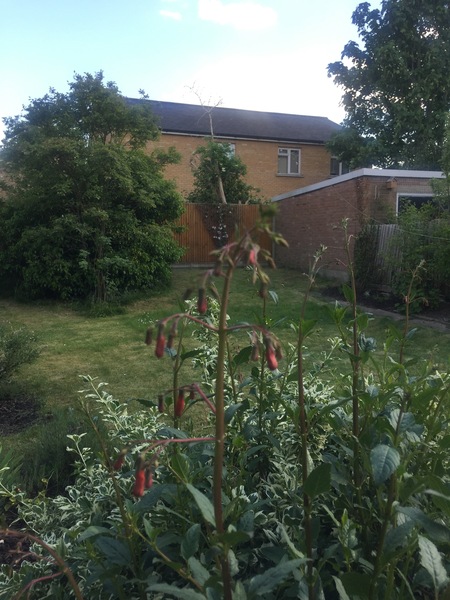 Another Plant ID one