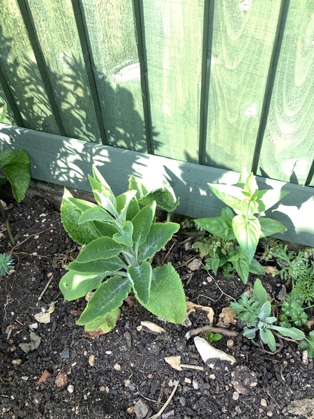 Can somebody identify these plants growing in my garden please.
