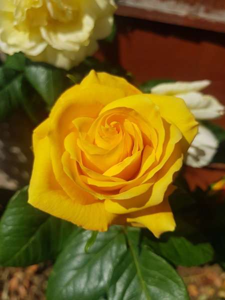 Recommend me a rose please
