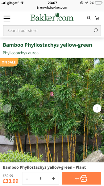 What can I plant in a container that will grow tall and thin ish to giveprivacy?