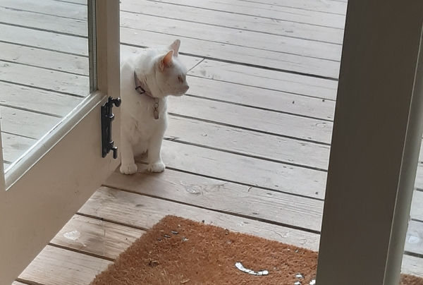 What's your DCat up to today? (Thread 7!)