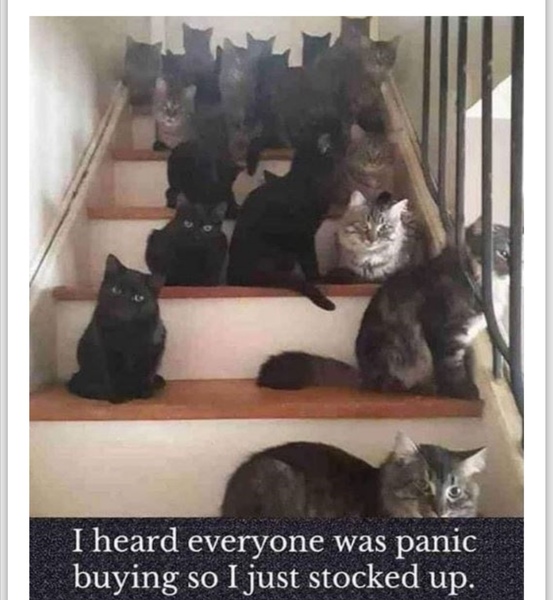 WFH Cats 🐈