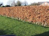 Hedge Help