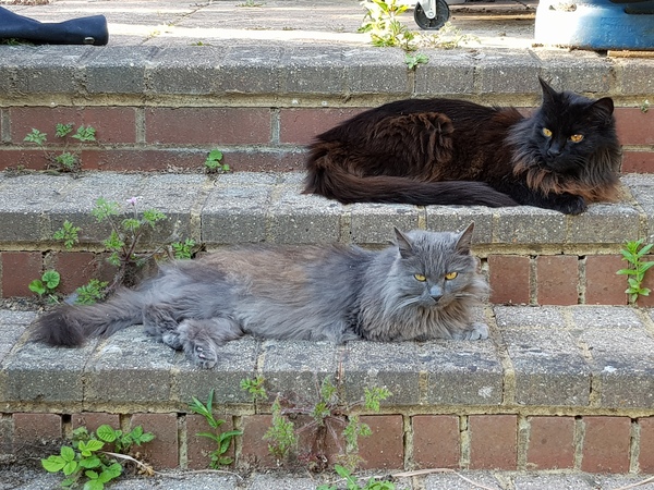 What's your DCat up to today? (Thread 7!)