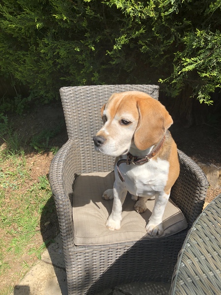 Nextdoor have bought a fucking beagle