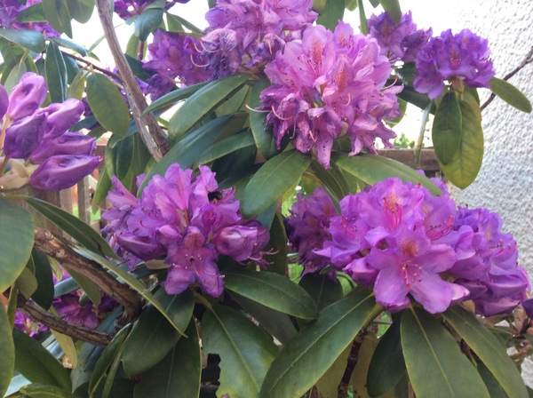 AIBU to remind everyone to help save bees?