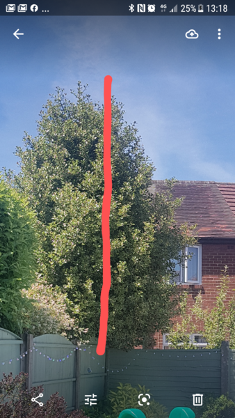 My neighbours Holly tree...advice please!