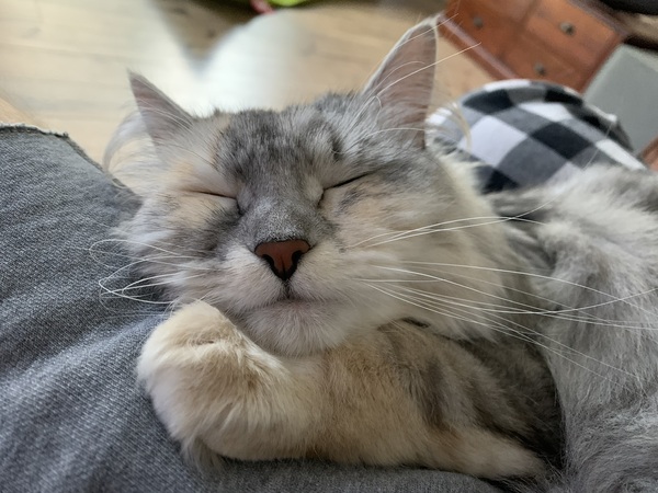 More affectionate cat breeds