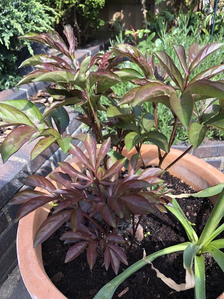 How do your Peonie plants look right now?