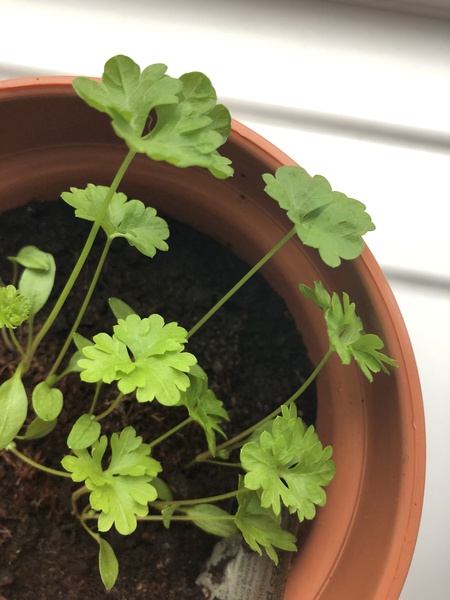 Help me identify this plant