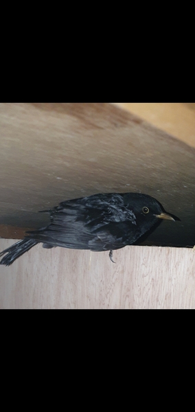 Blackbirds ruining our life