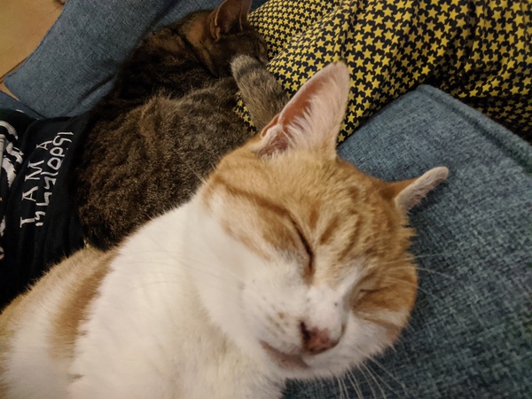 To really not understand why people are OK with cats