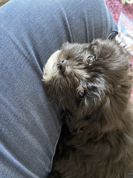 Puppy Survival 2020 - let's talk about something other than Covid-19