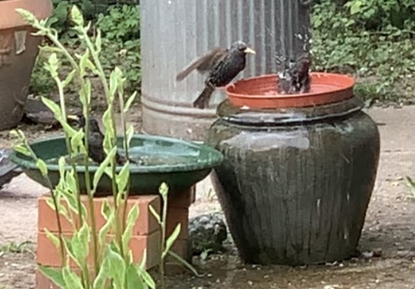 Blackbirds ruining our life