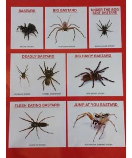 Do spiders eat other spiders? (Warning: picture of small spiders)