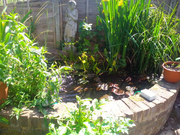Show me your garden ponds large and small please!