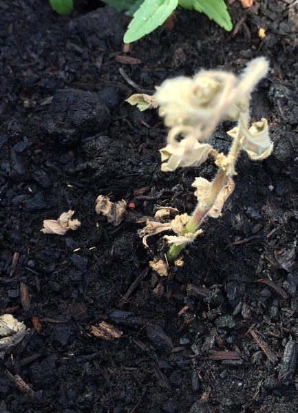 Reckon this verbena has any life in it?