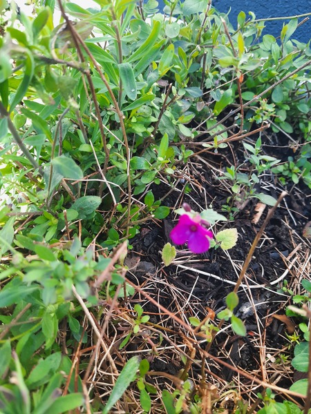 Plant ID please