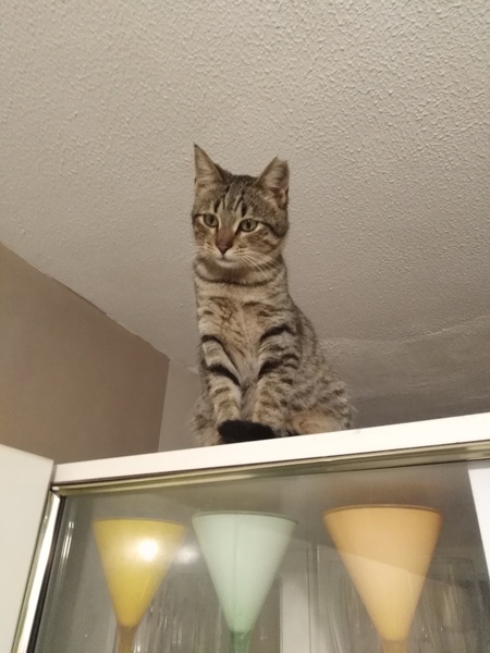 What is on top of your kitchen units?