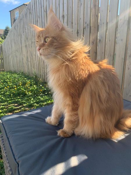 Tell me about your maine coons
