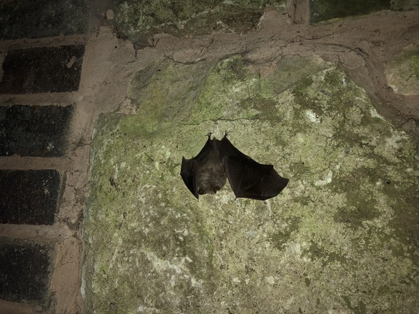Squeeeee!! Just seen a bat