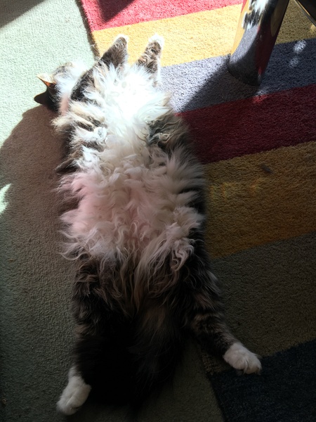 Tell me about your maine coons