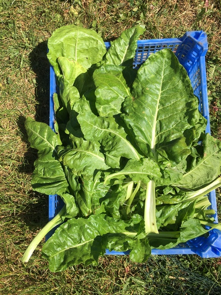 Allotment/Veg Patch Thread 15 - will winter ever end?