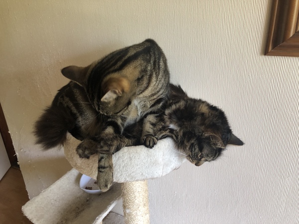 Captain V and Paws, rulers of the world