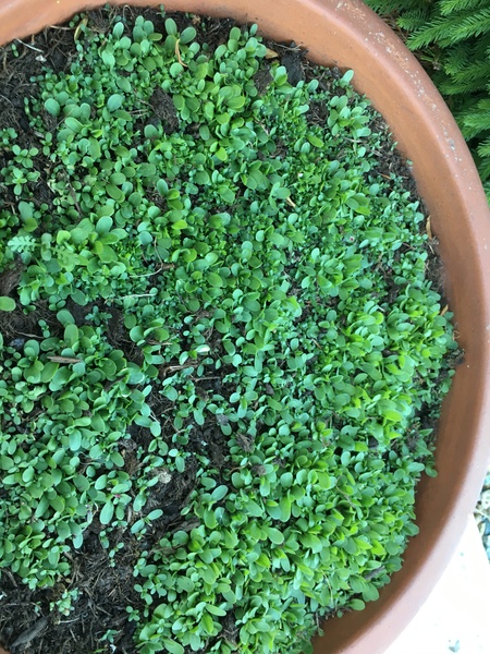 Grandson's seed bomb
