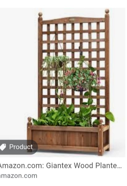 What can I plant in a container that will grow tall and thin ish to giveprivacy?