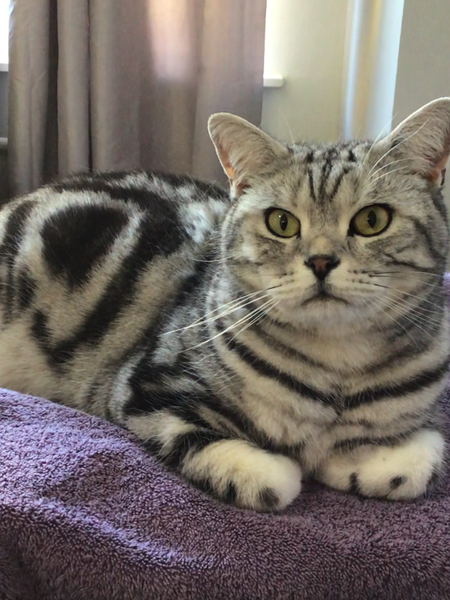 To really not understand why people are OK with cats