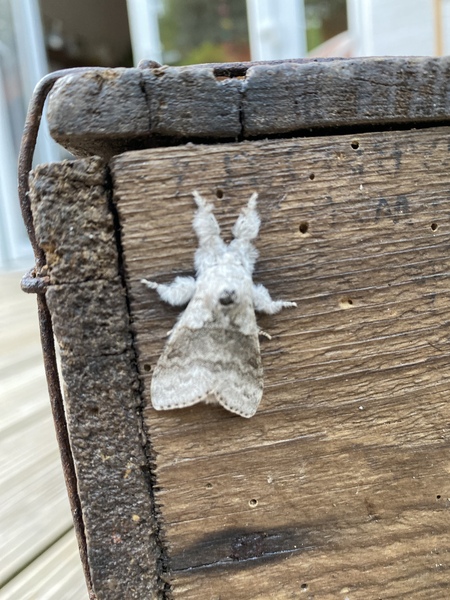 Come see my beautiful moth! (pic)