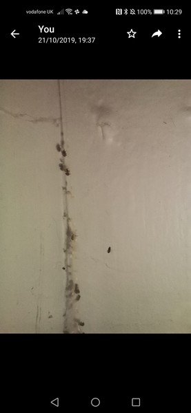 Do spiders eat other spiders? (Warning: picture of small spiders)