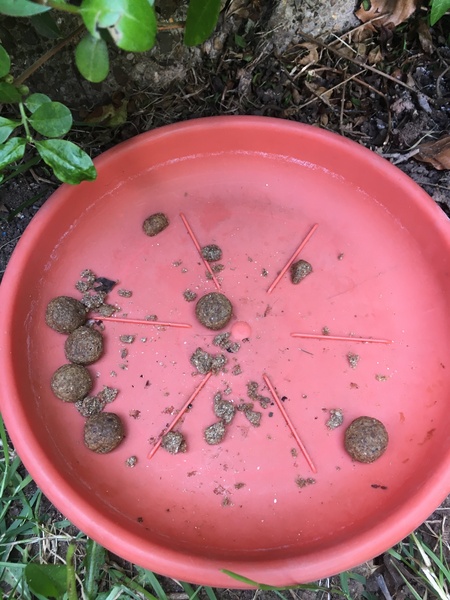 How do I know if it's a hedgehog?