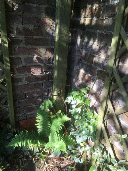 What can I grow in this tricky corner?