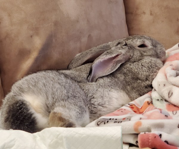To keep the rabbits in the house?