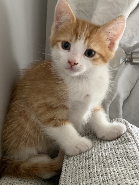 Suggestions please for kitten names!