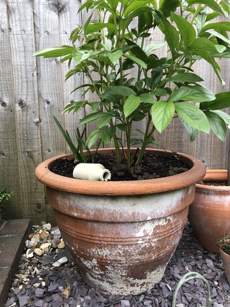 How do your Peonie plants look right now?