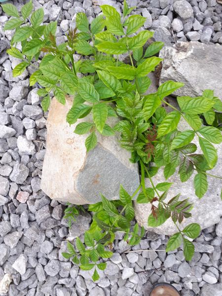 Plant identification please