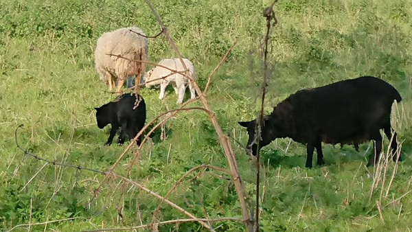 Can I ask those who are walking what do you see on your everday walk?