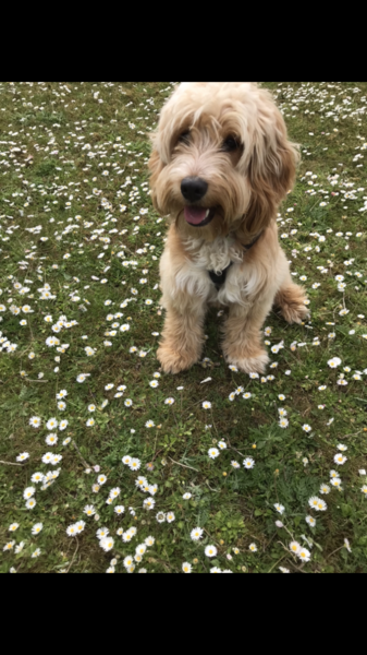 Cockapoo owners UNITE!!!