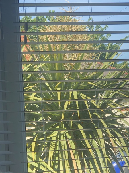 What’s this on my palm tree?