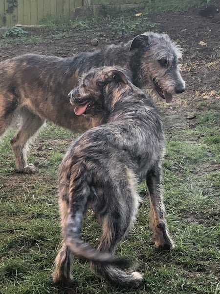Does anyone here own giant breeds?
