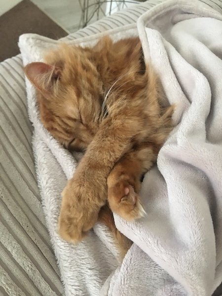 To really not understand why people are OK with cats